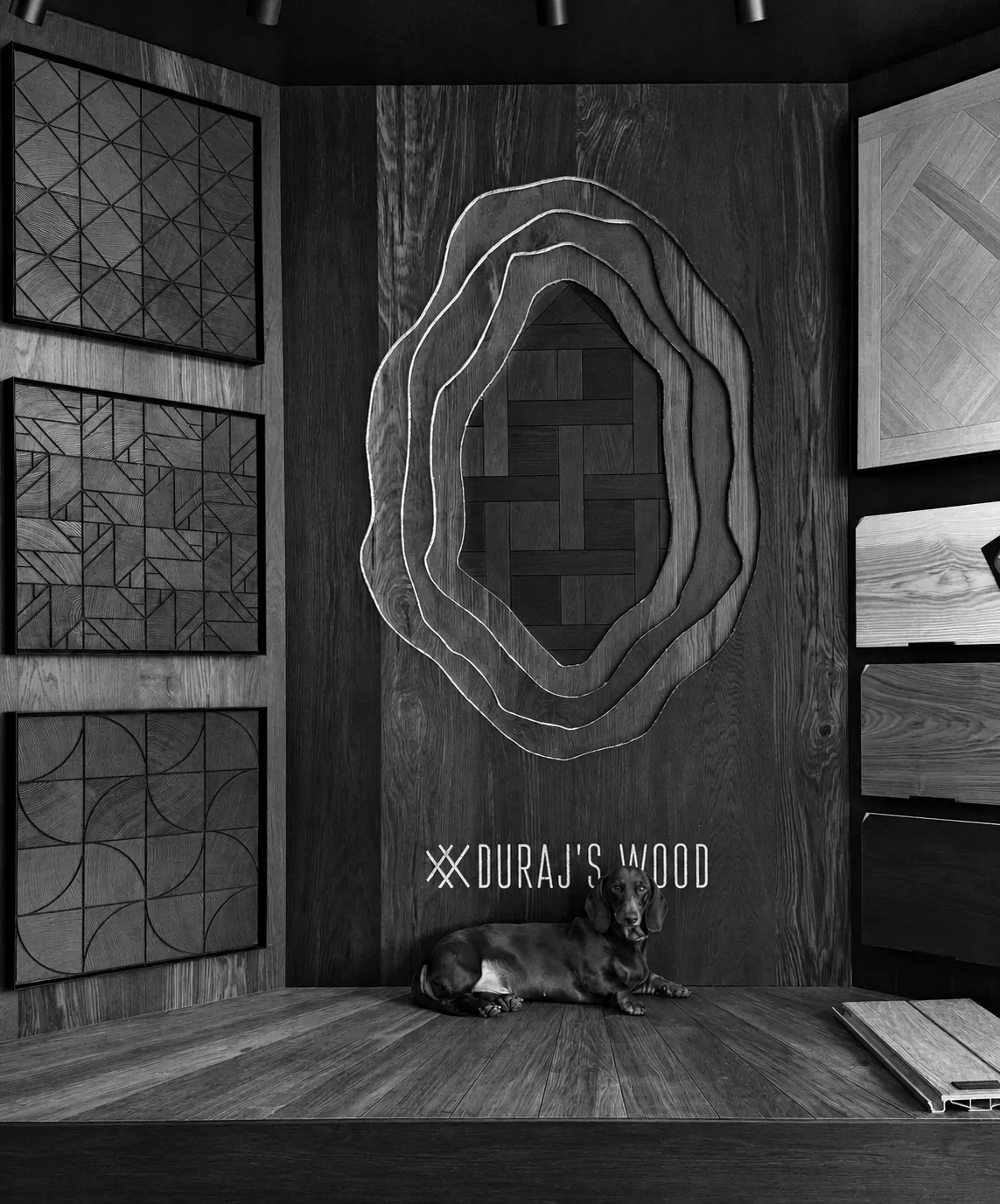 Jamnik Vincent w naszym showroomie, przy ścianie z logo Duraj's Wood